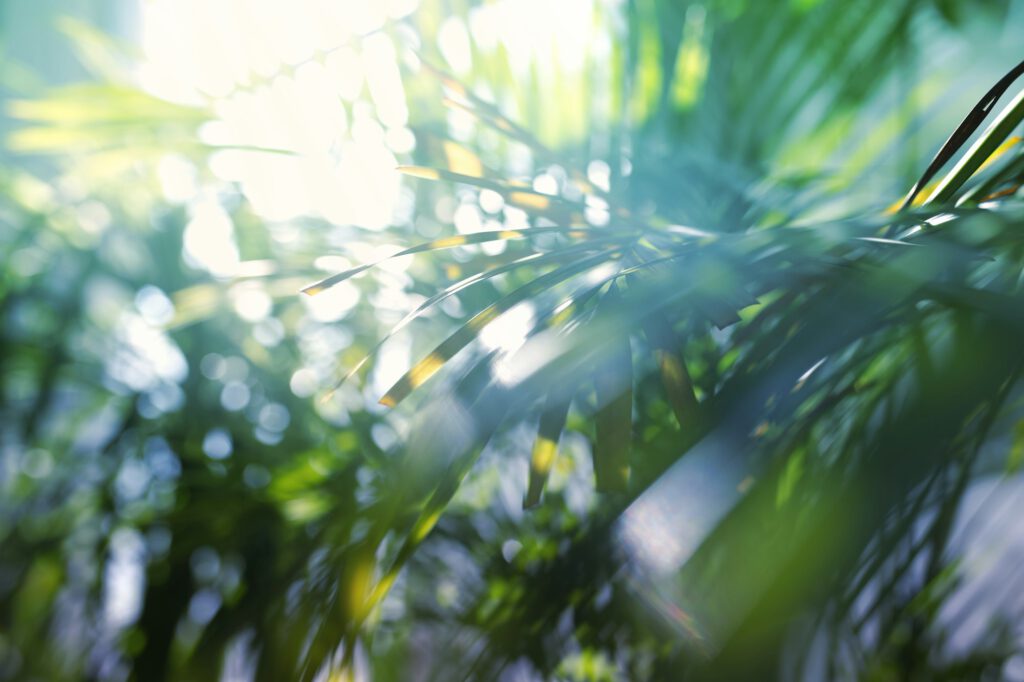 Photoeffekt für die Natur